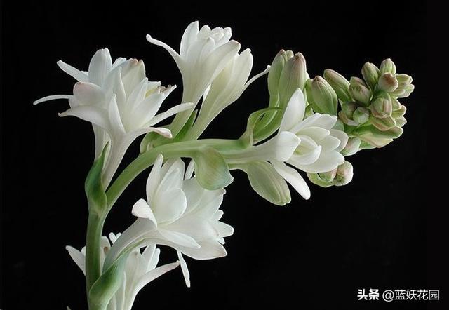 晚香玉 晚香玉（晚香玉花语） 生活