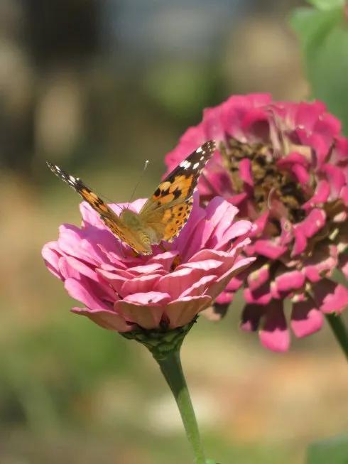 回顾春天百花争艳、招蜂引蝶图片大赏