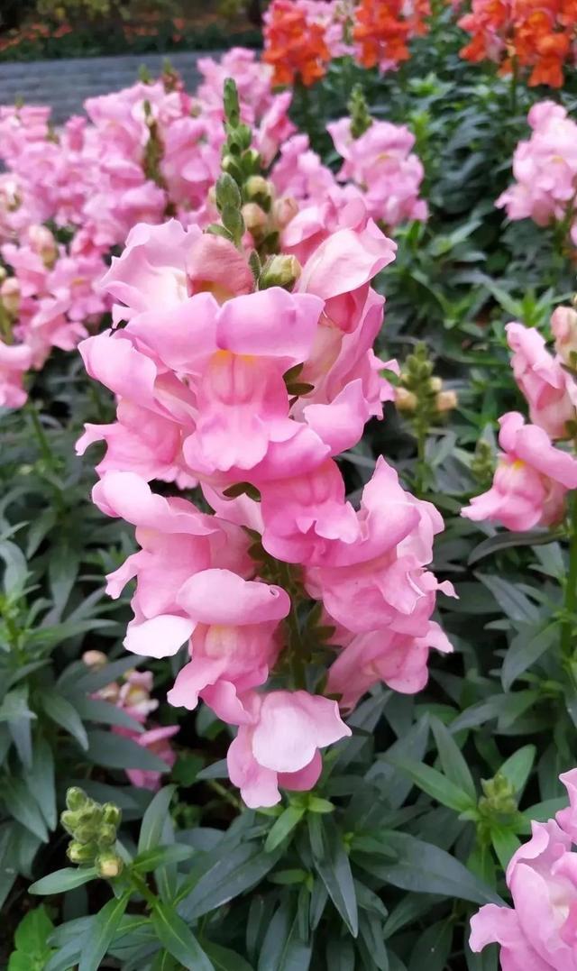 鲜艳夺目的花朵，美了眼，醉了心，忘掉了烦恼