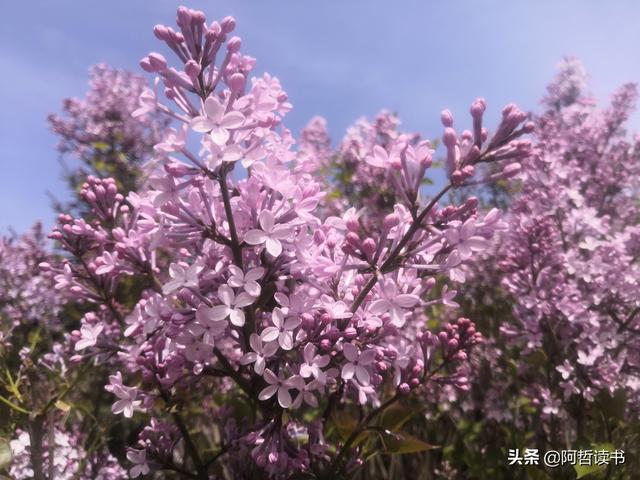 千千结里，暮春意徜徉，紫气更芬芳，丁香粉黛满城香