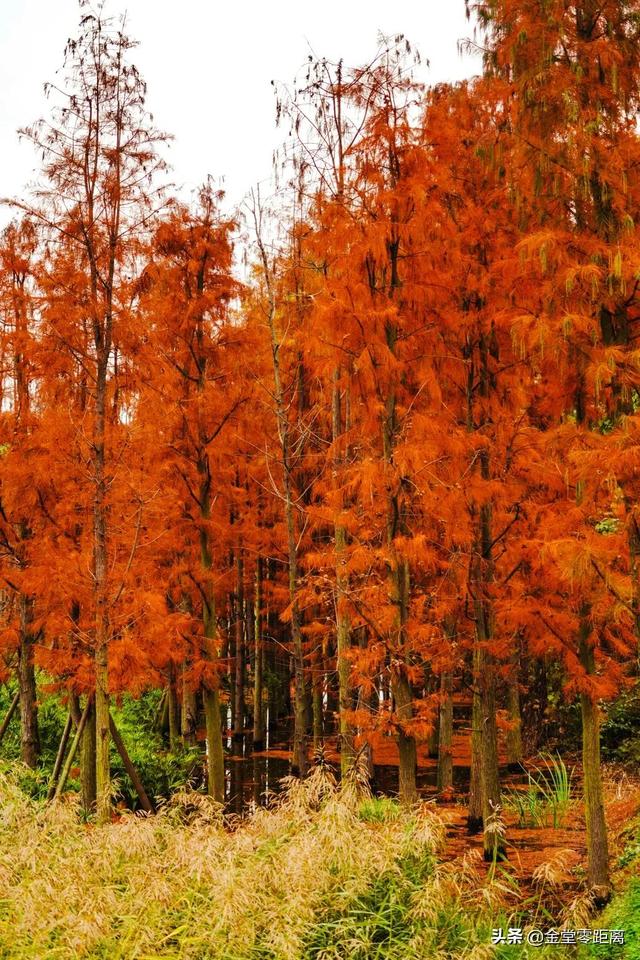 金堂光霧山！私藏在這處公園裏的冬日幻境