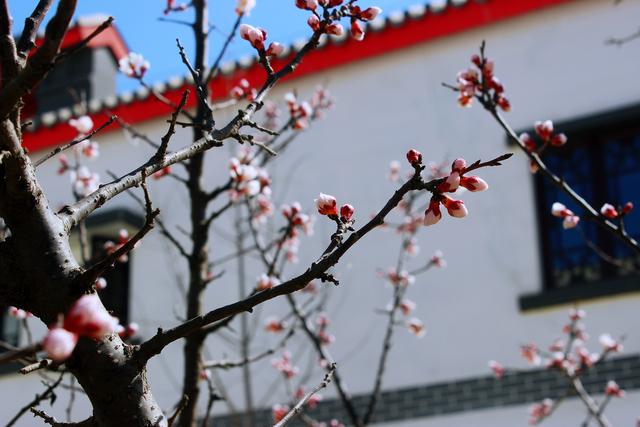 和园的杏花