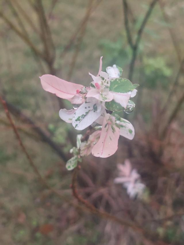 正当春花烂漫时