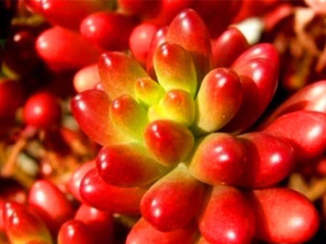 美丽的鲜花，姹紫嫣红，令人心情大好