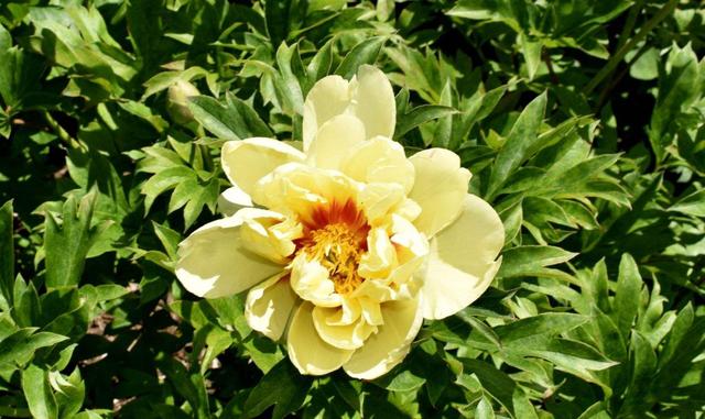 5月花 5月花  5月花开的唯美句子 生活