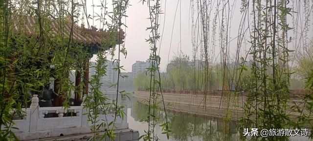 花开杨柳青