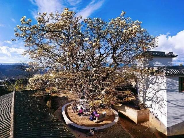 誰說春天才有花看？這份中國冬日賞花指南請查收