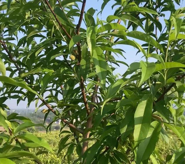 用一颗热爱生活的心，打造自己想要的乐园，余生过自己想过的生活