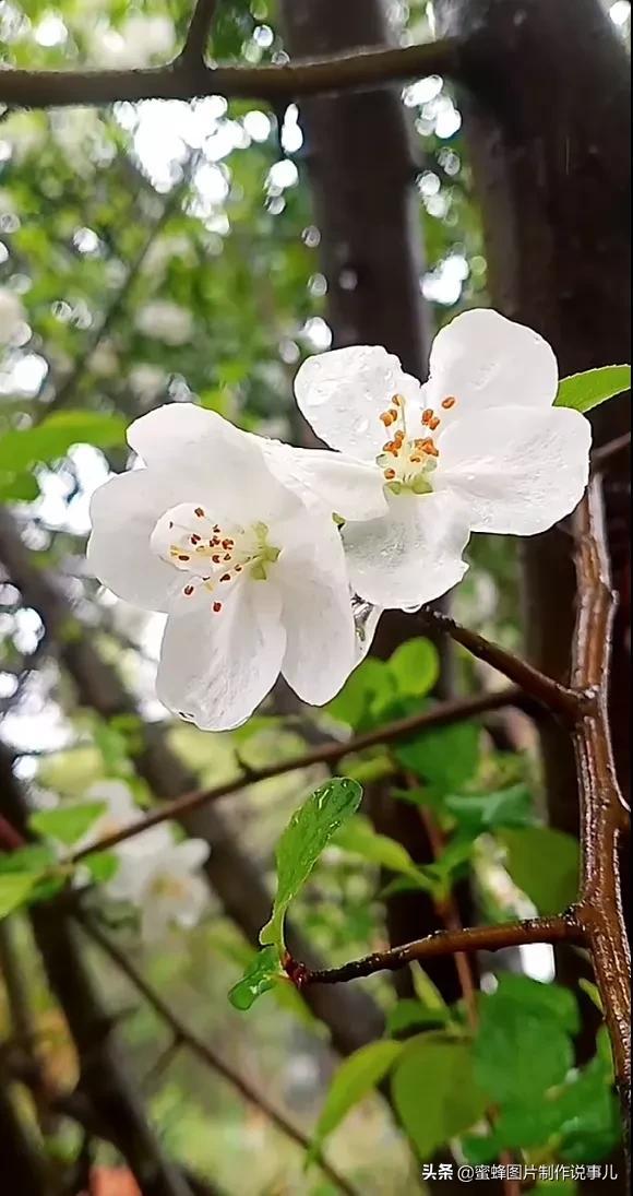 春花烂漫，竞相绽放，鸟语花香