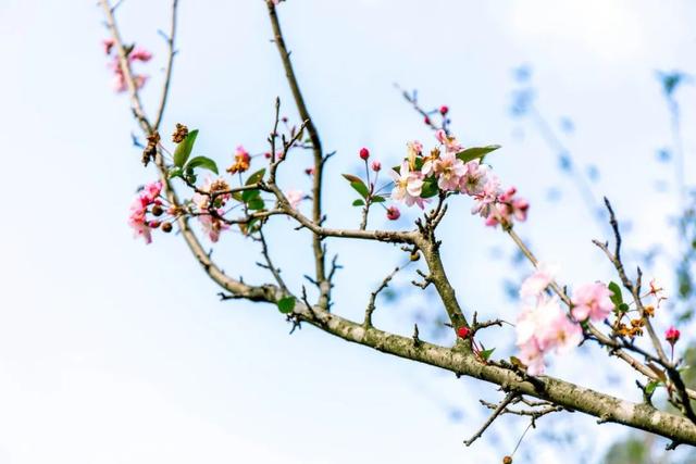 关于春风的诗句，春天唯美的诗词？