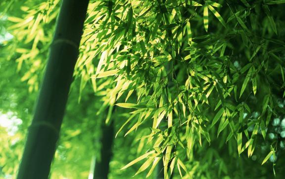 让一个人变厉害的定律：“竹子定律”