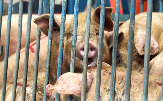 春天来了！猪价“插翅腾飞”，大涨18%，发生了啥？又缺猪了吗？