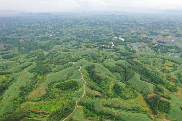 广西女匪首韦秀英，盘踞十万大山无恶不作，毛主席严令要扫清匪患