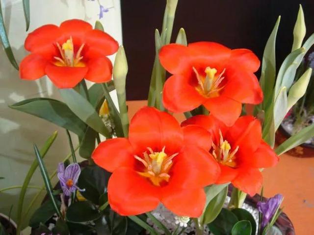 漂亮的花朵