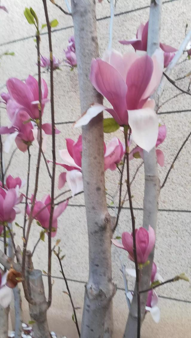 人间四月 花开的心绪［二首］