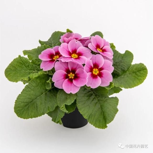 新年伊始各大育种公司新品迭出 | 每周国际花讯