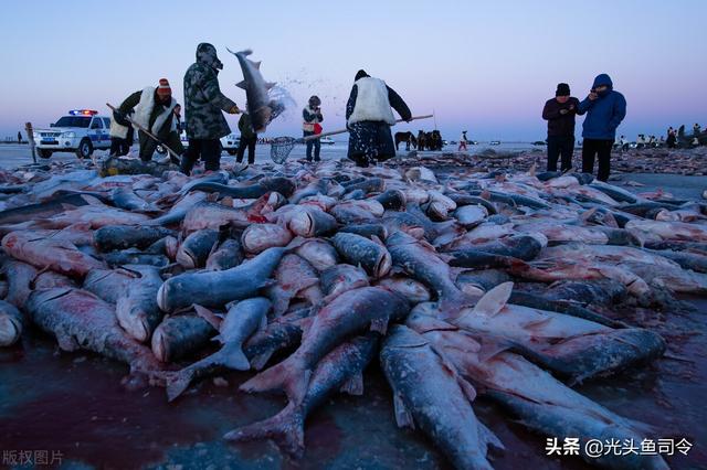 查干湖头鱼