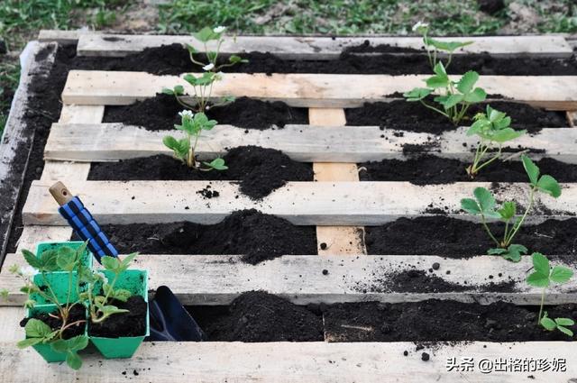 草莓怎么种植方法