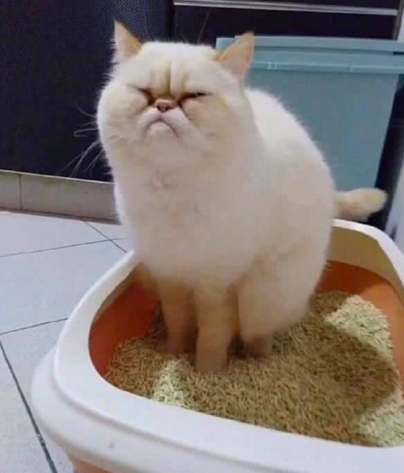 加菲猫(加菲猫2) 资讯 第3张