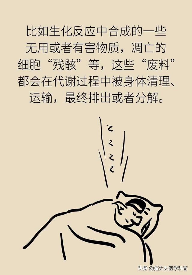 睡眠日丨睡不好的后果远比你想得更严重，你可能会变傻