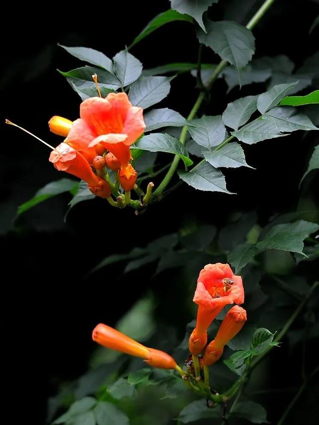 凌霄花开红艳艳