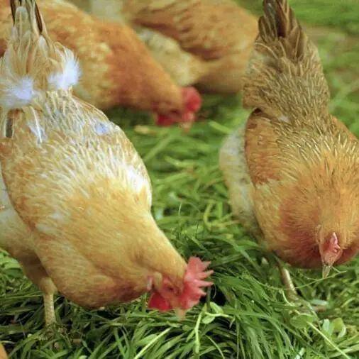 养鸡场 养鸡场（养鸡场可研报告书） 动物