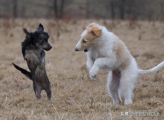俄罗斯狼犬