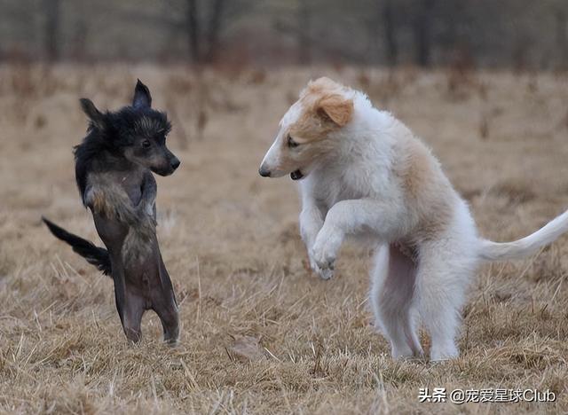 俄罗斯狼犬 俄罗斯狼犬（俄罗斯狼犬守护神） 动物