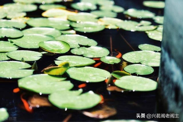 老阁主写诗｜第28期：珍重王孙意，回首拾锦声