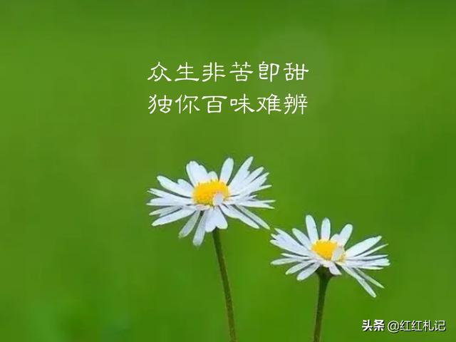 你聽過最憂傷的句子是什麼?_新聞_橄欖樹