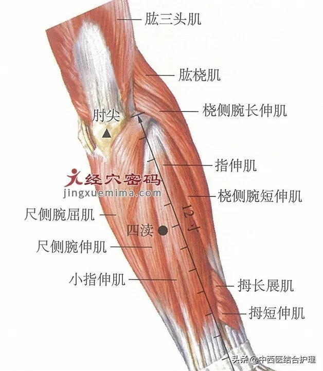 「慢性咽炎经络科普」刮刮四渎穴，也可调理咽喉痛