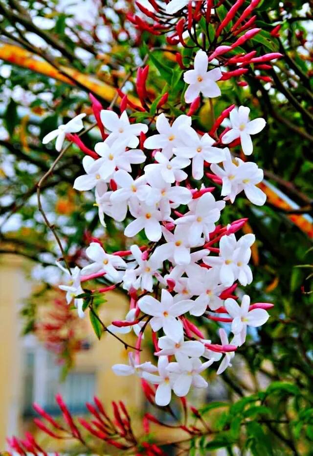 素馨花 素馨花(素馨花花语) 生活