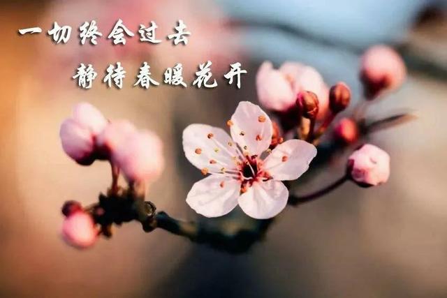 静待花开花落