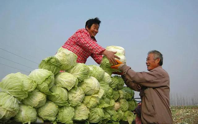 十字花科蔬菜的三大“癌症”如何防治？必学这些技巧，不可大意8