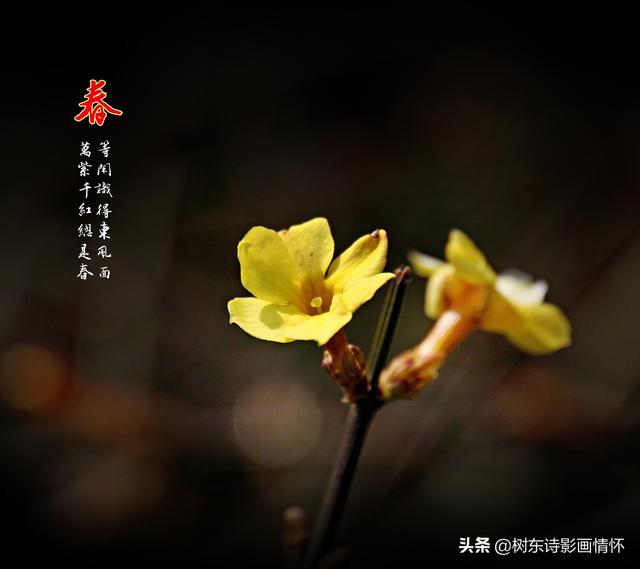 迎春花