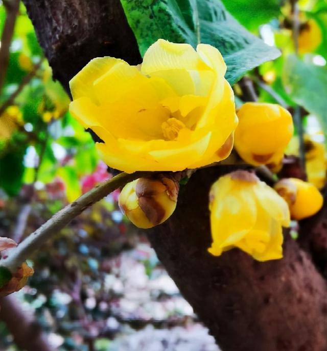 腊梅花 腊梅花（腊梅花的花语和寓意） 生活
