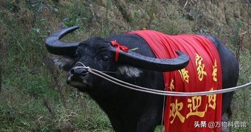 贵州一头老牛去世，500多人为其送葬，主人给它立碑，什么原因？