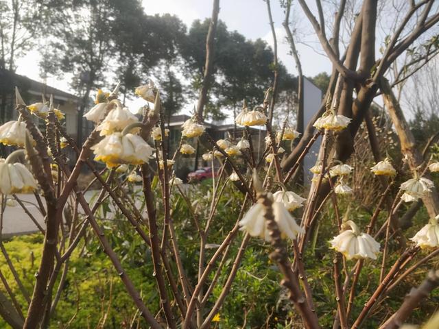 结香 结香（结香花的寓意和风水） 生活