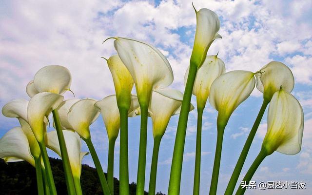 海芋花的养殖方法和注意事项有哪些 新闻时间