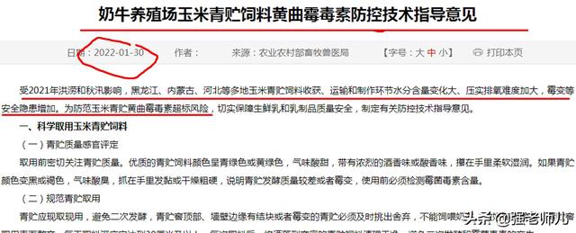 天价收购小麦青储真相大白，养殖户临时应急，大食品安全有保障