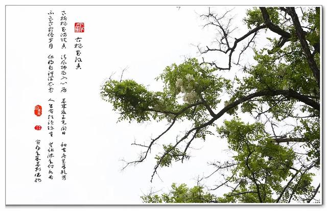 《古槐花飘香》