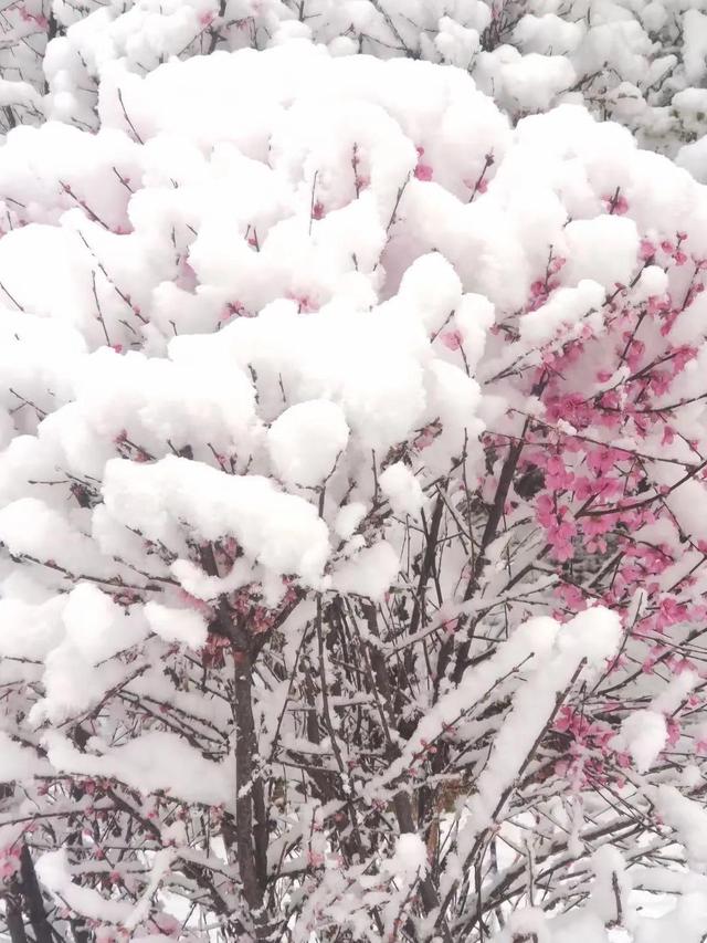 春末的青海，柳绿花红，雪花飘扬