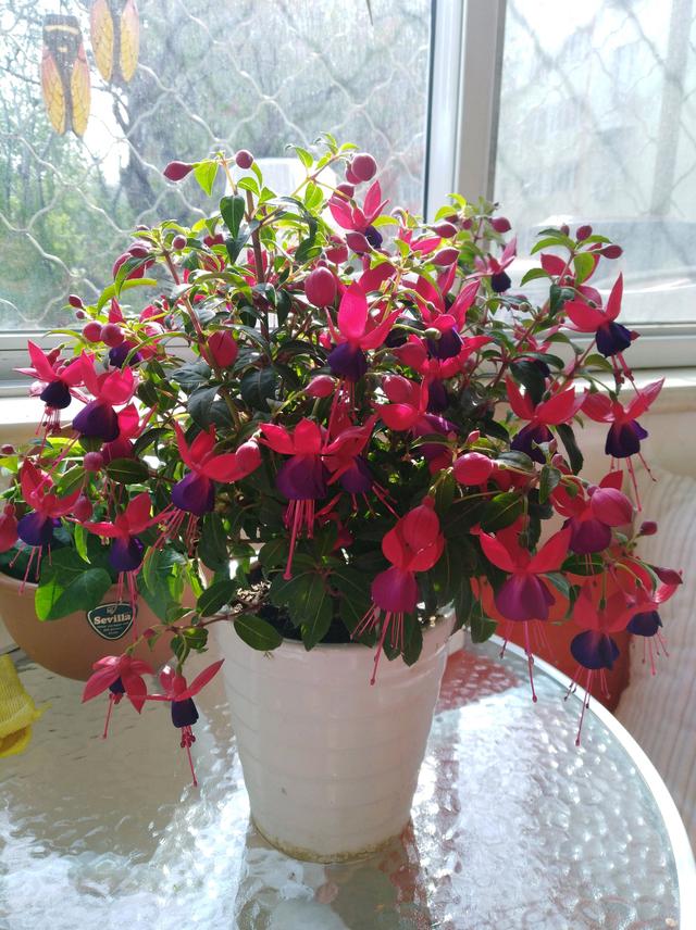 灯笼花 灯笼花（灯笼花的功效与作用） 生活