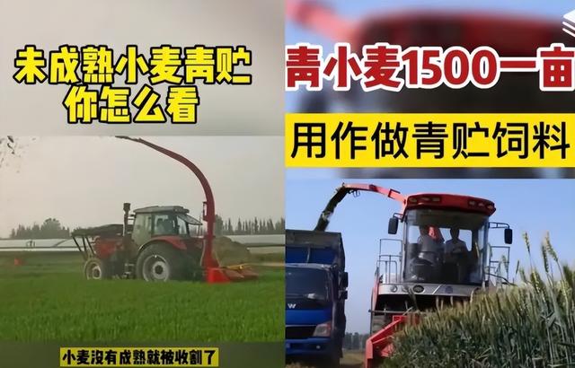 粮价大涨，谁在收购小麦青苗？什么目的？官方点评来了