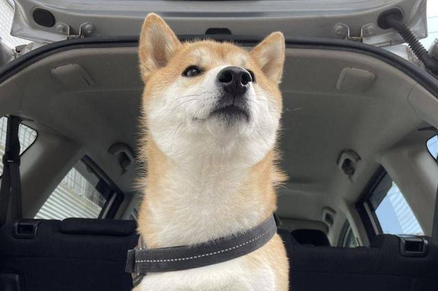 [微信小鲤鱼怎么买]，柴犬表情包动图gif