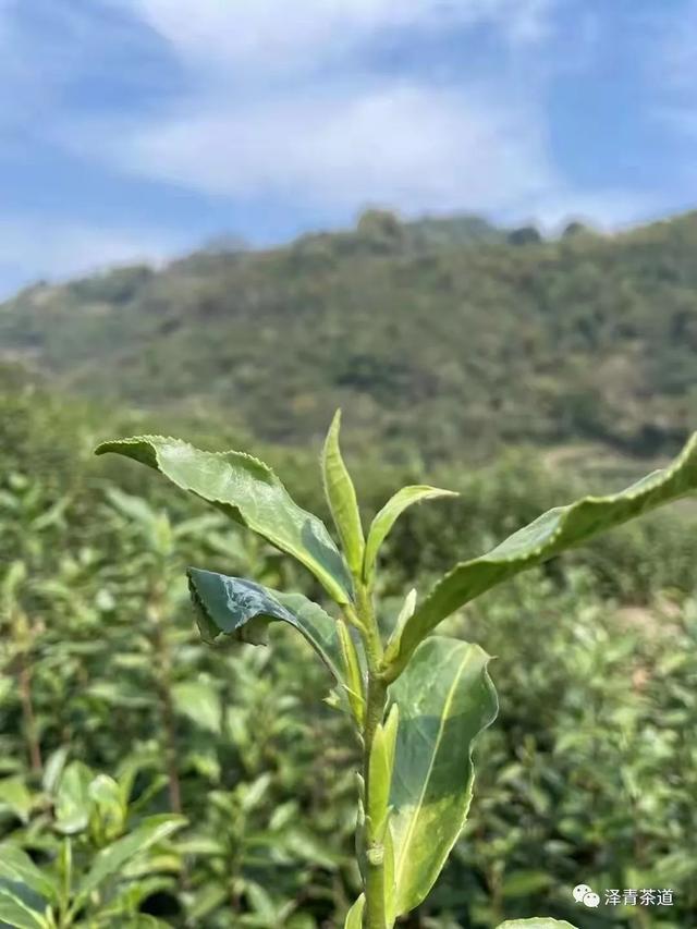 清明时节，如何喝茶养生