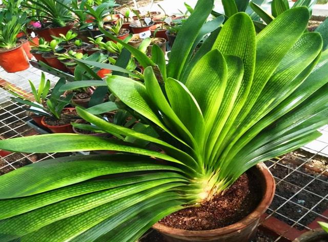 客厅最旺宅的大型植物 客厅最旺宅的大型植物  天堂鸟 生活