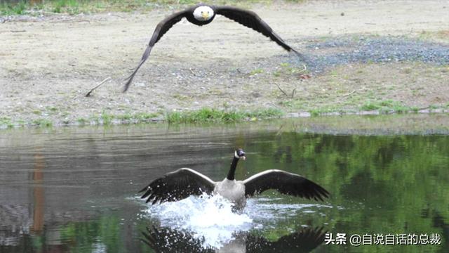 一个鹅蛋大约重多少克