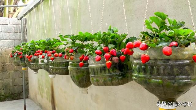 草莓盆栽种植技术 花盆种植草莓的小技巧，方法用对了，它结的果子才会多