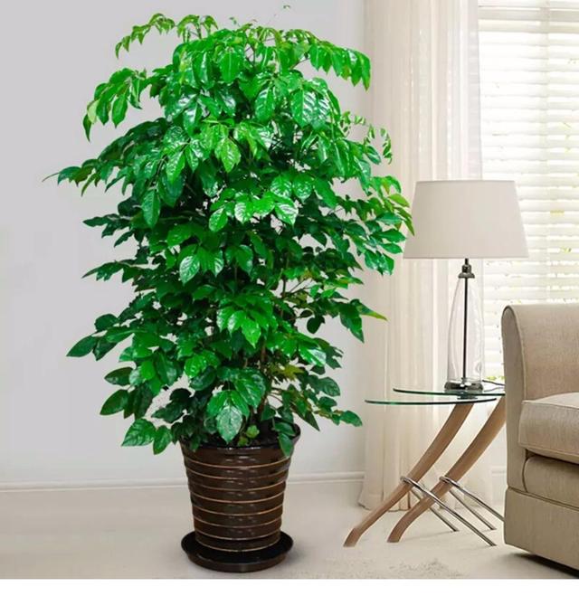 客厅最旺宅的大型植物